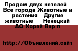 Продам двух нетелей - Все города Животные и растения » Другие животные   . Ненецкий АО,Хорей-Вер п.